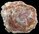 Petrified Wood Round - Rich Red & Purple Colorations #51275-2